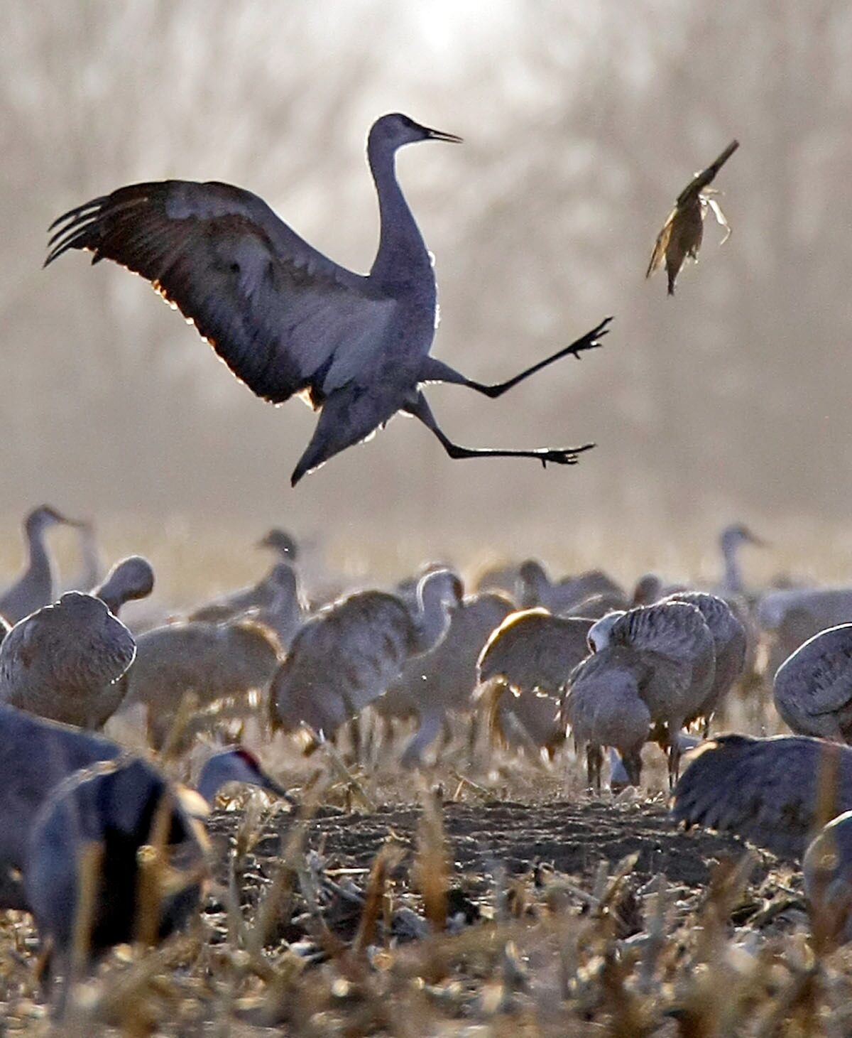 EDS: Small photo GIBBON - A sand crane plays with a piece of corn left over from the harvest near Ft. Kearney State Historical Park South Kearney, NE, on March 13, 2008 (staff photo by Jeff Berman)